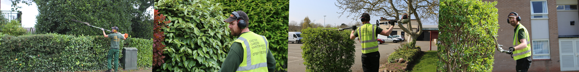 Hedge Trimming Exeter